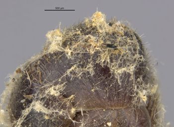 Media type: image;   Entomology 22223 Aspect: abdomen dorsal view 2